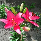 Lilie to najpiękniejsze kwiaty na świecie...