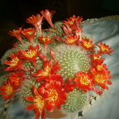 Mój Kaktusik Obecni