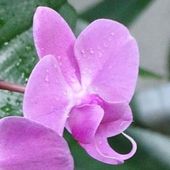 Orchidee 12