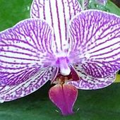 Orchidee 13