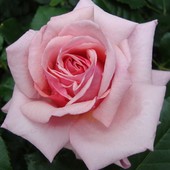  Róża  ALOHA z Ogr. Bot.