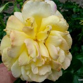  Róża  CHINATOWN  z Ogr. Bot.