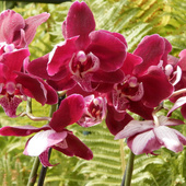 Storczyki- phalaenopsis.