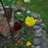 Tulipany na skalniaku