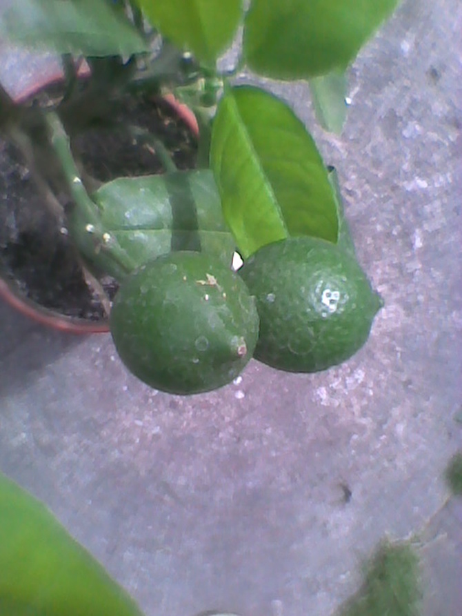 Cytryna Vulcan Lemon owoce coraz większe.