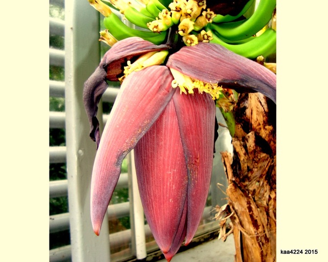 Kwiat bananowca , jego kwiatki i zawiązki owocków.  Ogr. Bot.