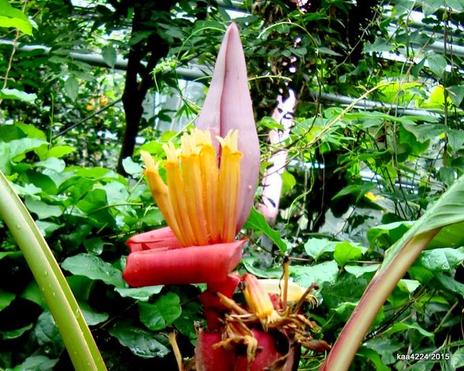 Kwiat bananowca różowego, karłowatego z subtropiku Ogr. Bot.