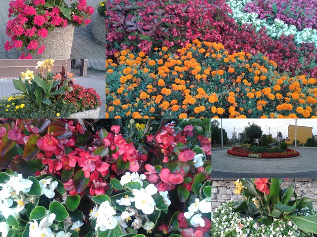 Kwiaty w moim mieście
