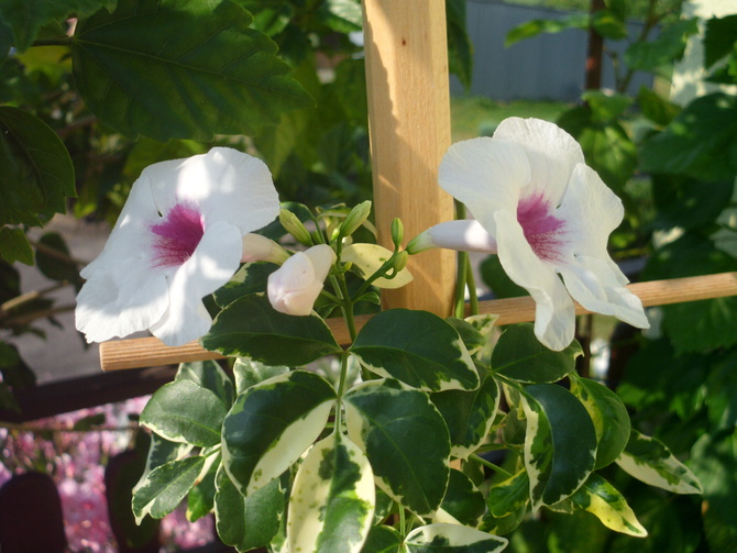 Pierwsze kwiaty Pandoreii Variegata