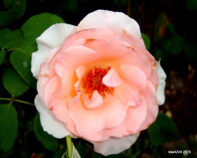 Róża  LA  REINE  z Ogr. Bot.