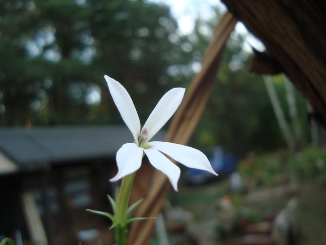taki mały biały kwiatuszek