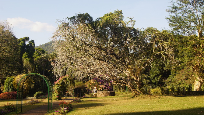 W Ogrodzie Botanicznym na Sri Lance