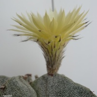 Astrophytum Myriosti