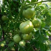 Ciocine pomidory