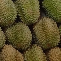 Durian - śmierdząc