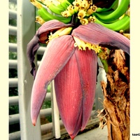 Kwiat bananowca , jego kwiatki i zawiązki owocków.  Ogr. Bot.