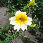 Kwiatuszek żółty.