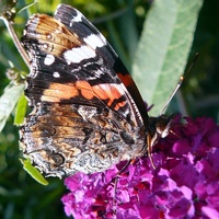 Motylowa piękność