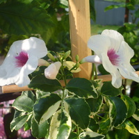Pierwsze kwiaty Pandoreii Variegata