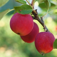Rajskie jabłuszka 