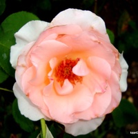 Róża  LA  REINE  z Ogr. Bot.