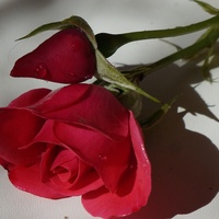 róża :)
