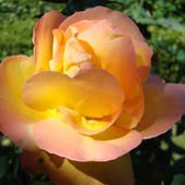  Róża w pastelowych kolorach z Ogr. Bot.  Makro.