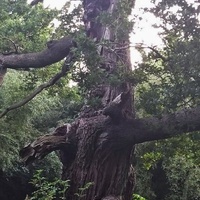 Stare drzewo