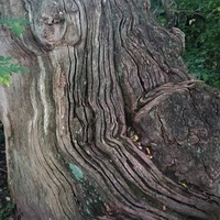 Stary pien drzewa