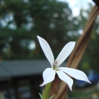 taki mały biały kwiatuszek