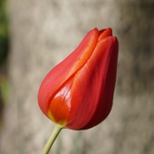 tulipanek :)))