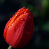 tulipanek :)))
