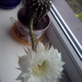 Zakwitł kaktusik :)