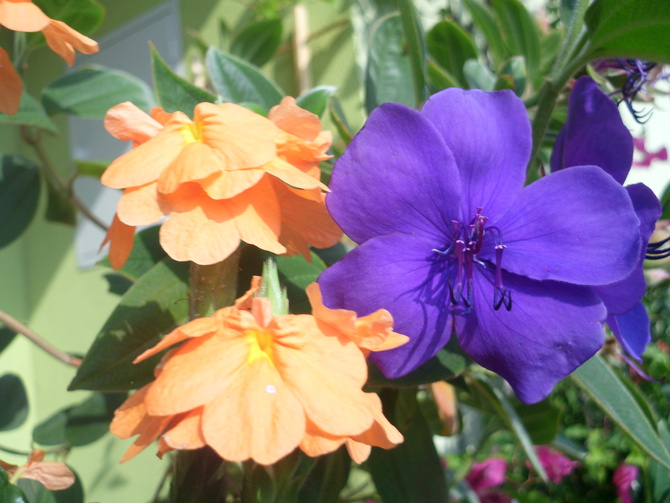 Kwiaty Closandry i Tibouhiny