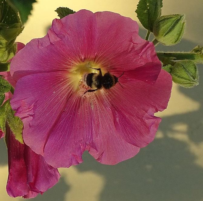 Malwa z pszczółką