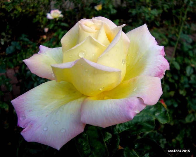 Róża  Mme A. MEILLAND z Ogr. Bot.