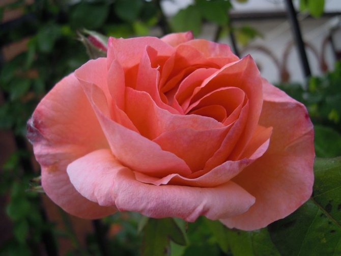 różowa róża