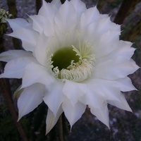 biały kwiat kaktusa