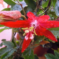 czerwona pasiflora