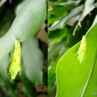 Epiphyllum Oxypetalum. Kolaż