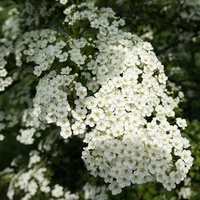 kwiaty w białym kolorze
