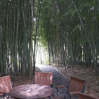 Odpoczynek w gaju bambusowym