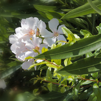 Oleander Pospolity