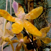 Phalaenopsis z wystawy.