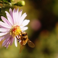 Pracowita pszczółka :)