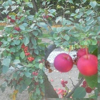 Rajskie jabłuszka