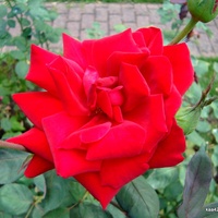 Róża  AMERICANA  z Ogr. Bot.