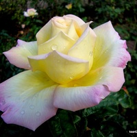 Róża  Mme A. MEILLAND z Ogr. Bot.