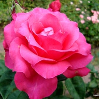 Róża  N N Z Ogr. B