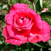 Róża  N N z Ogr. Bot.